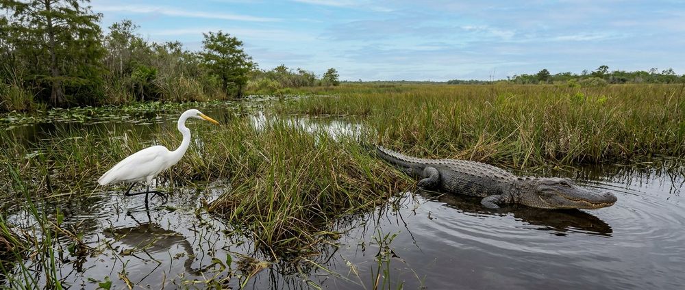 Everglades Wildlife — What You'll See on an Airboat Tour